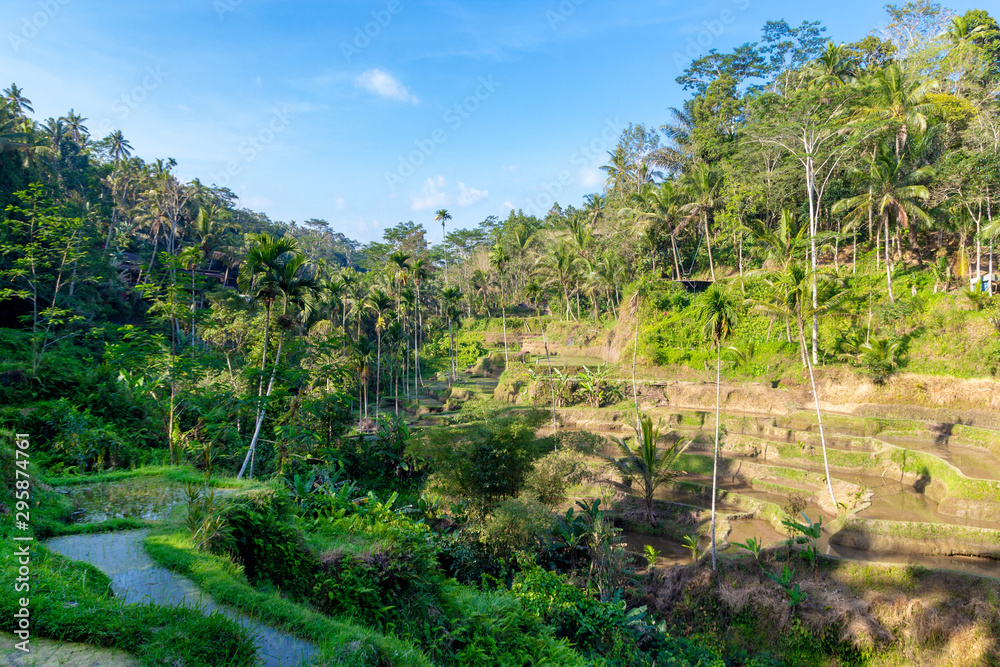 Rice Terraces, Bali. Indonesia. Green cascade rice field plantation.