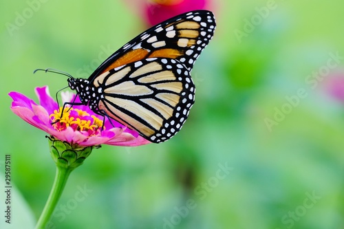 Monarch butterfly feeding on a pink zinnia with bokeh background © MOLLY SHANNON