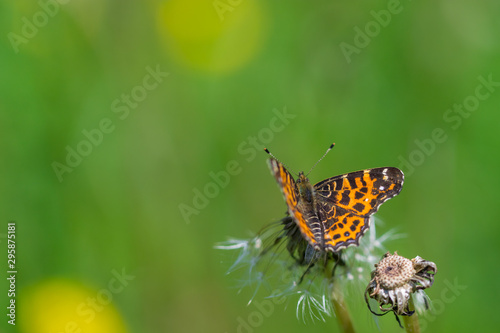 Black butterfly with orange patterns on wings on top of dandelion at summer with blurred background