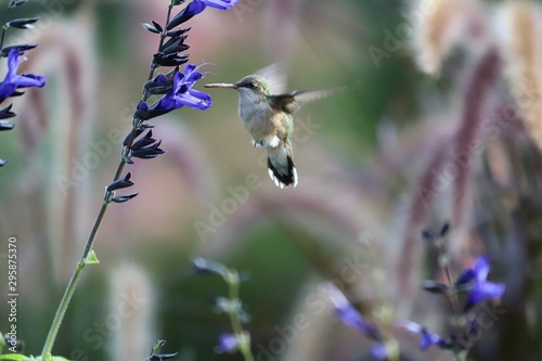 Lunch time for this baby hummingbird feasting on black knight salvia. photo