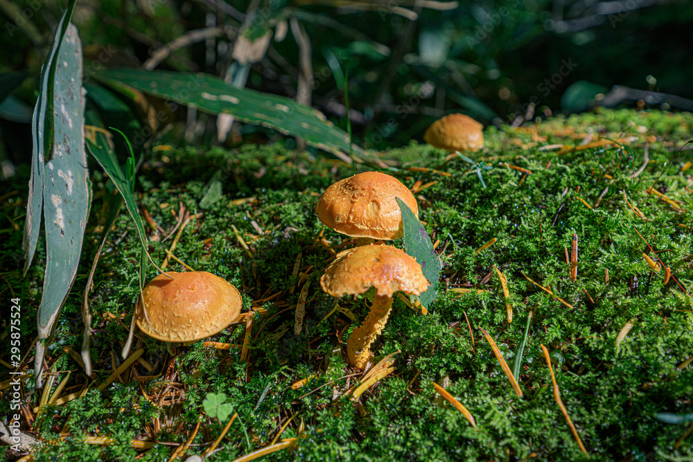 山中に生えたきのこ、苔が群生する丸太の上に仲良く育つ 山中に生えたきのこ、苔が群生する丸太の上に仲良く育つ