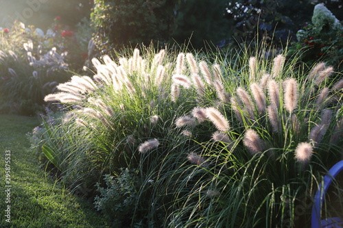 Arching fountain grass, Pennisetum alopecuroides, illuminated during the golden hour. On a sunny day, the interplay of light and shadow enhances the grass’s natural beauty. 