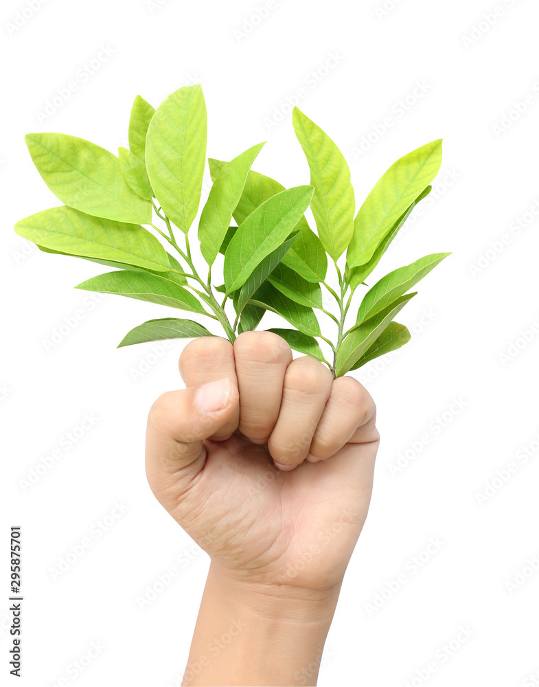 Green leaves in the hands concept Save the World Green leaves in the hands concept Save the World