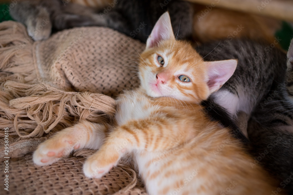 Cute little young orange cat lying on a blanket