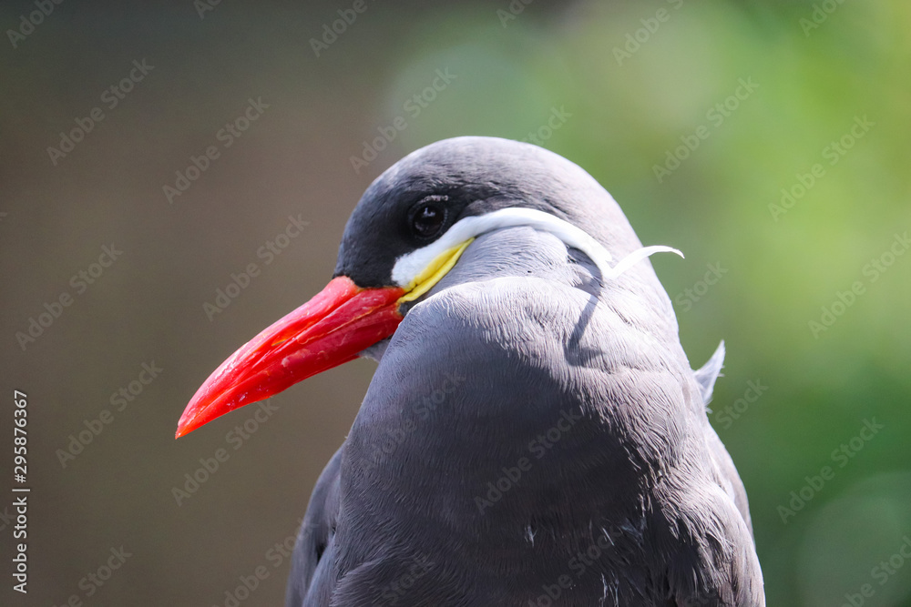 Inca tern close-up