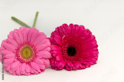 Daisies close up on white background space for text