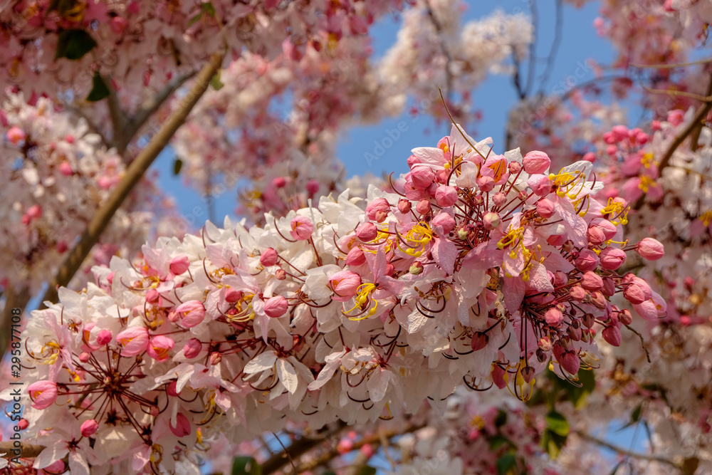 Fototapeta premium Sakura in Thailand or a tiger tiger tree Pink flowers in full bloom