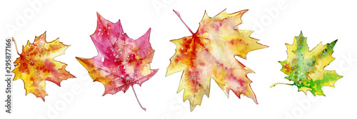 Autumn maple leaves. A set of colorful watercolor maple leaves isolated on a white background. A collection of stylish multicolored leaves. A set of leaves for design and creativity.