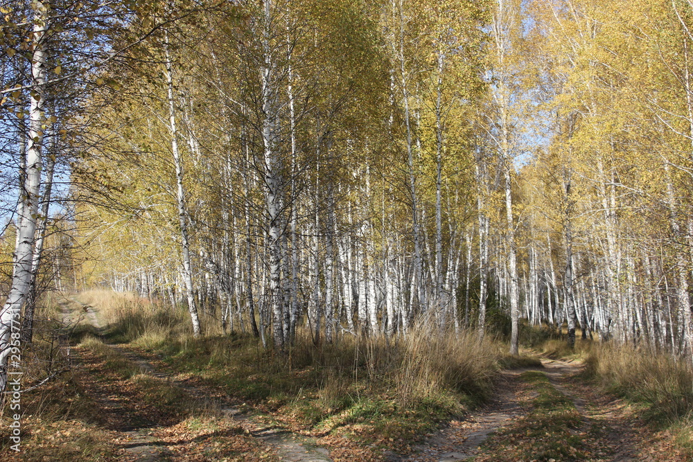 Obraz premium Nature