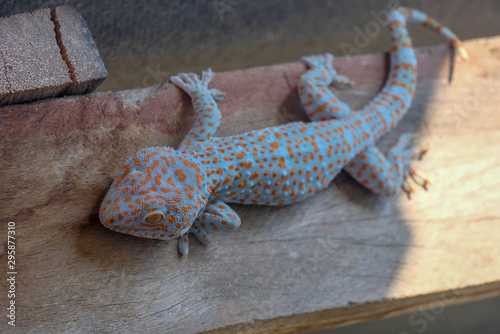 Natural colorful geckos , The unique pattern
