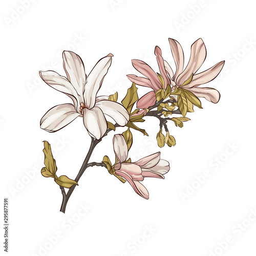 mag colour 1 branch