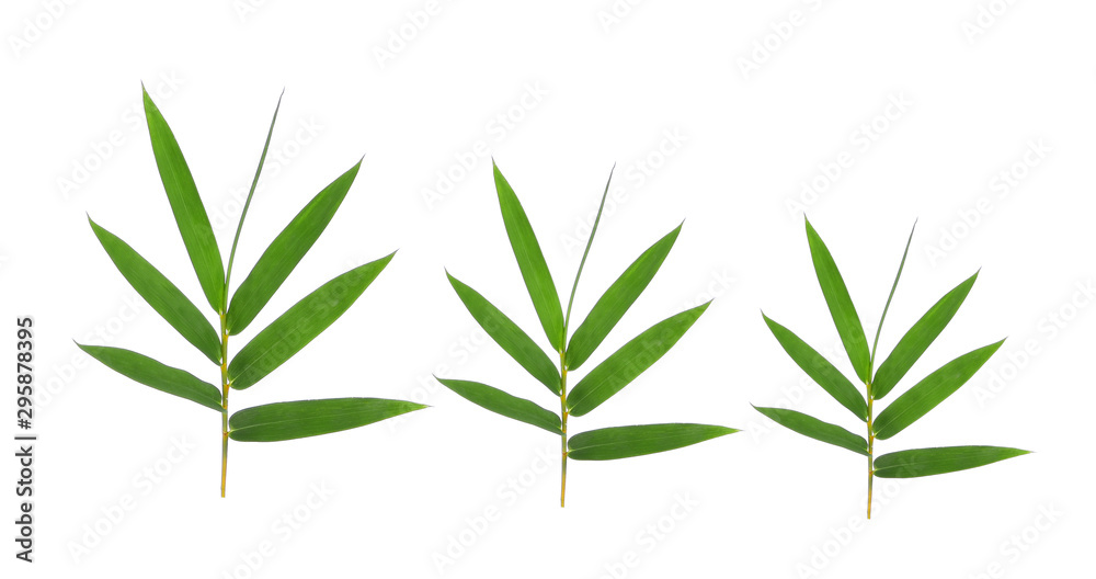 Obraz premium Bamboo leaf green isolated on white background