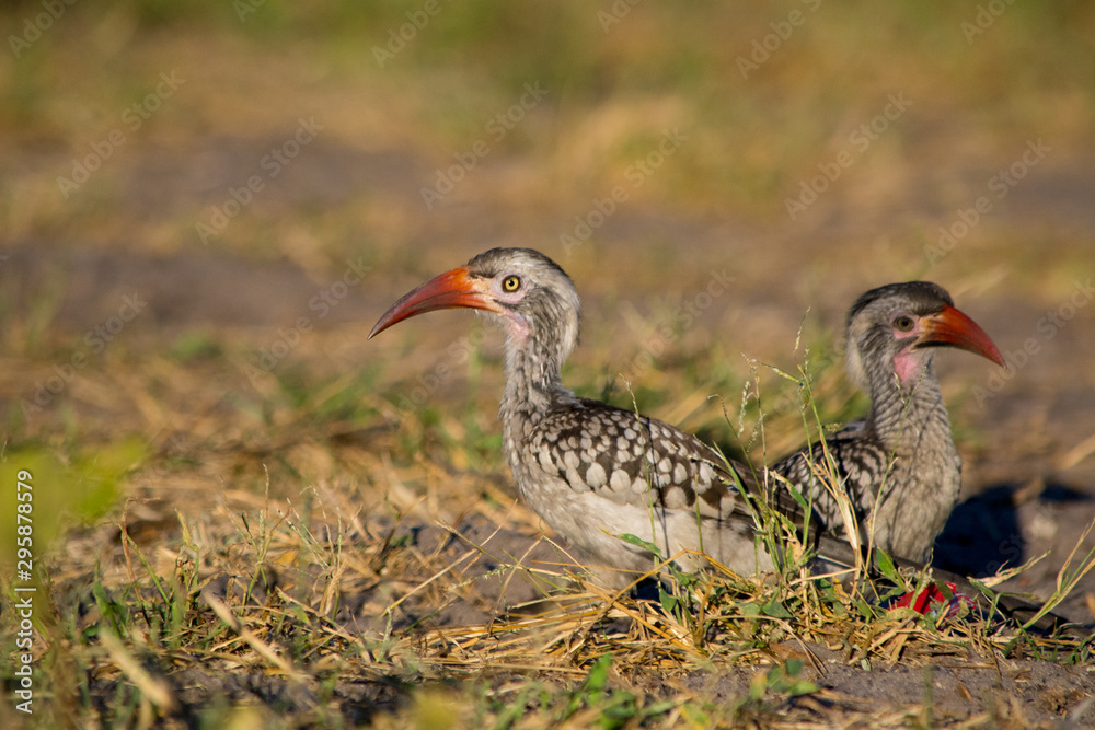 Two Young (juvenile) Southern yellow-billed hornbills sitting on the ground, looking in opposite directions Two Young (juvenile) Southern yellow-billed hornbills sitting on the ground, looking in opposite directions