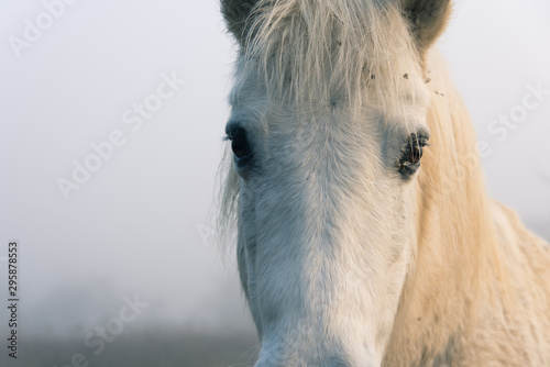 portrait d un cheval. Portrait d un poney