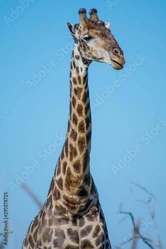 Close-up of giraffe neck and head