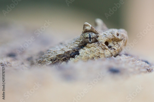 macro of sidewinder rattlesnake (crotalus cerastes) in sand