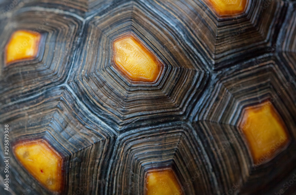 Beautiful bright tortoise shell closeup. Breeding turtles at home.