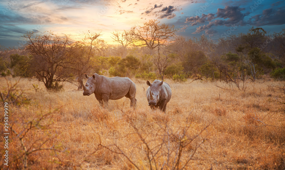 Two Rhinos in late afternoon, Kruger National Park - obrazy, fototapety, plakaty 