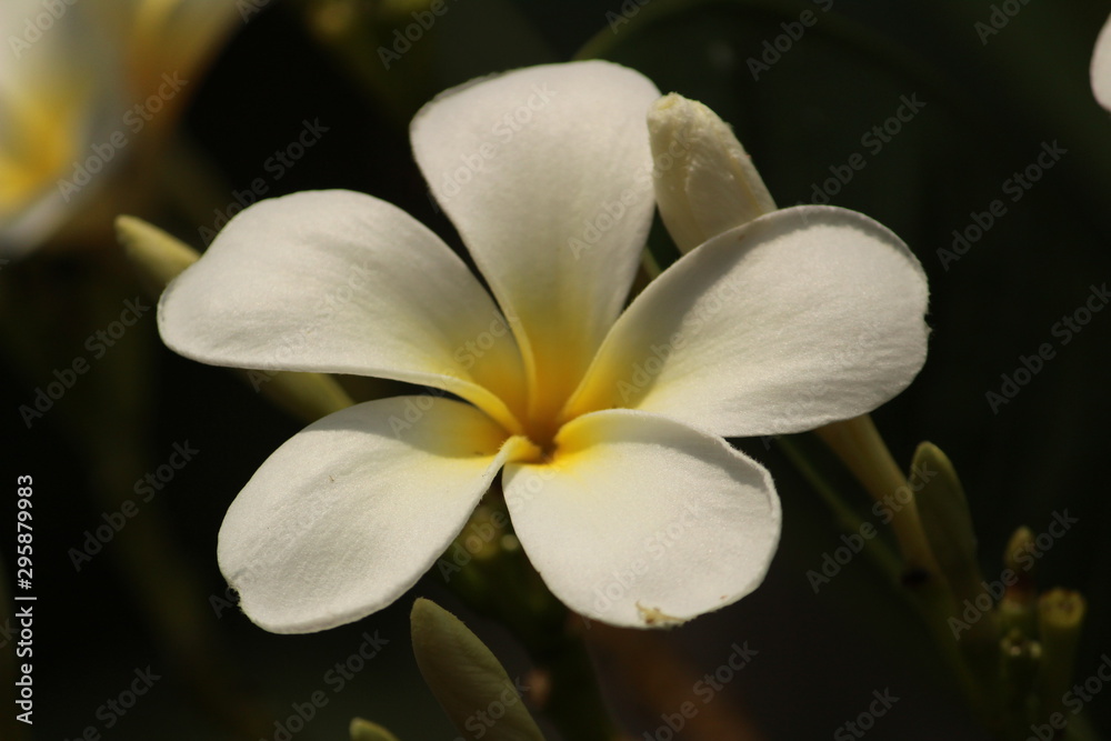 Fototapeta premium closeup shot of single White Plumeria Champa fragrant flower on the garden