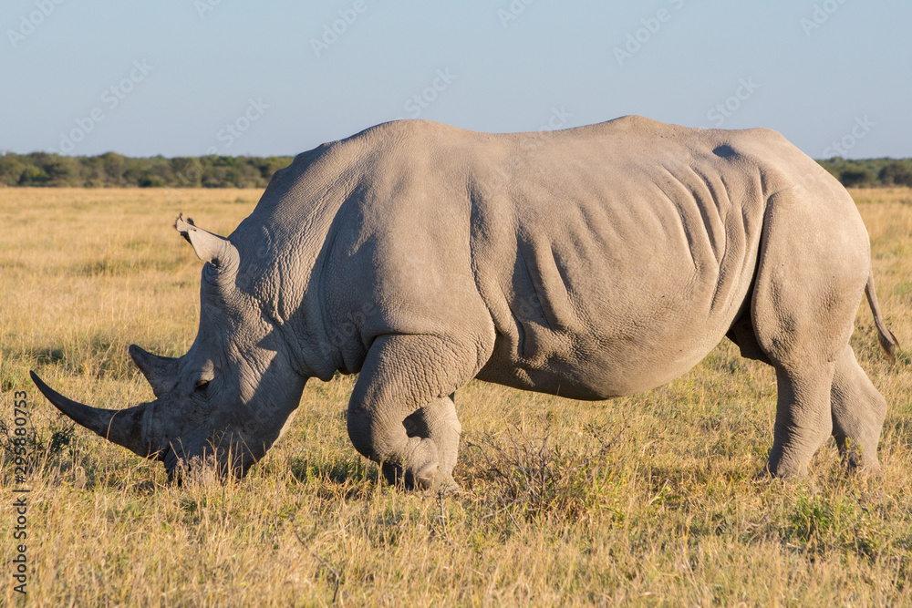 Fototapeta premium White Rhino (rhinoceros) standing and grazing in the African savannah, full length and side view