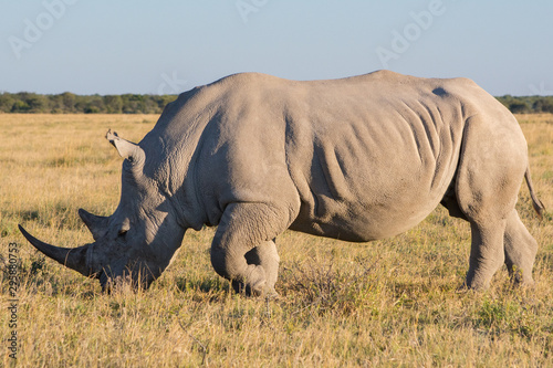 White Rhino (rhinoceros) standing and grazing in the African savannah, full length and side view