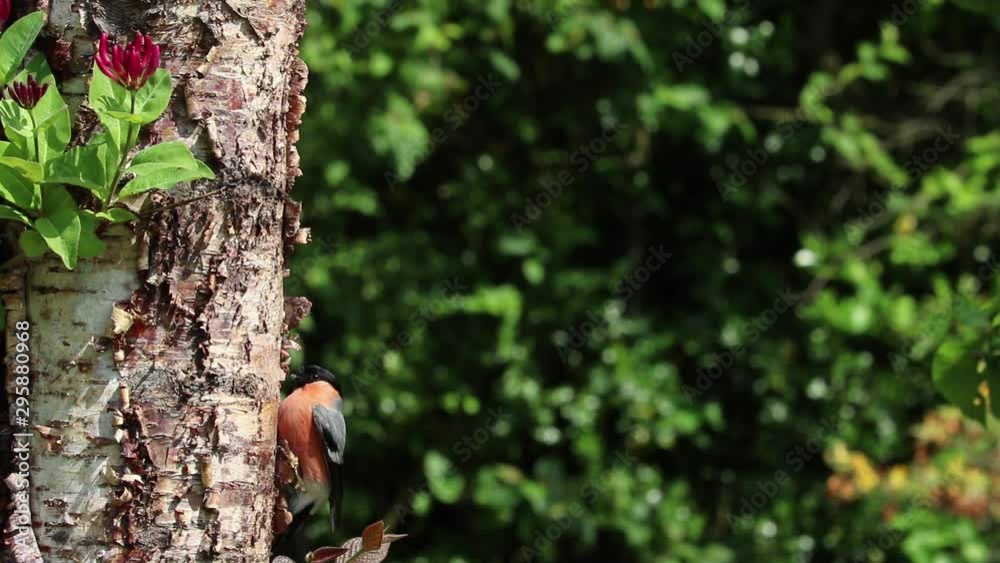Bullfinch Male Bird on Silver Birch Tree Truck Bullfinch Male Bird on Silver Birch Tree Truck