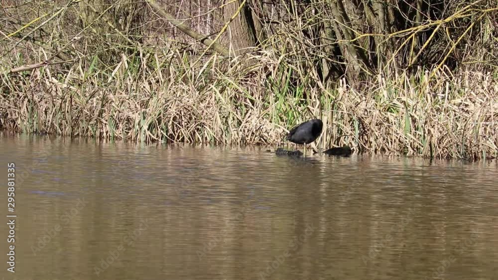 Coot, white beaked water bird preening while perched on floating log on pond.
