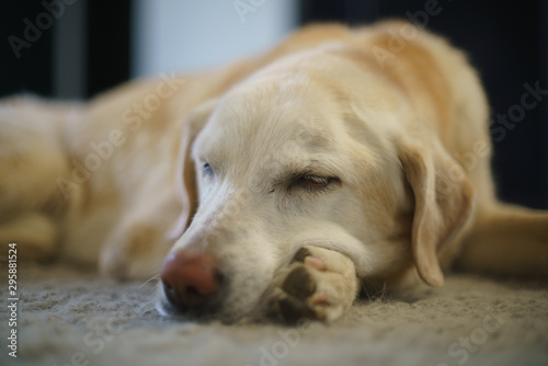 Schlafender Labrador Retriever