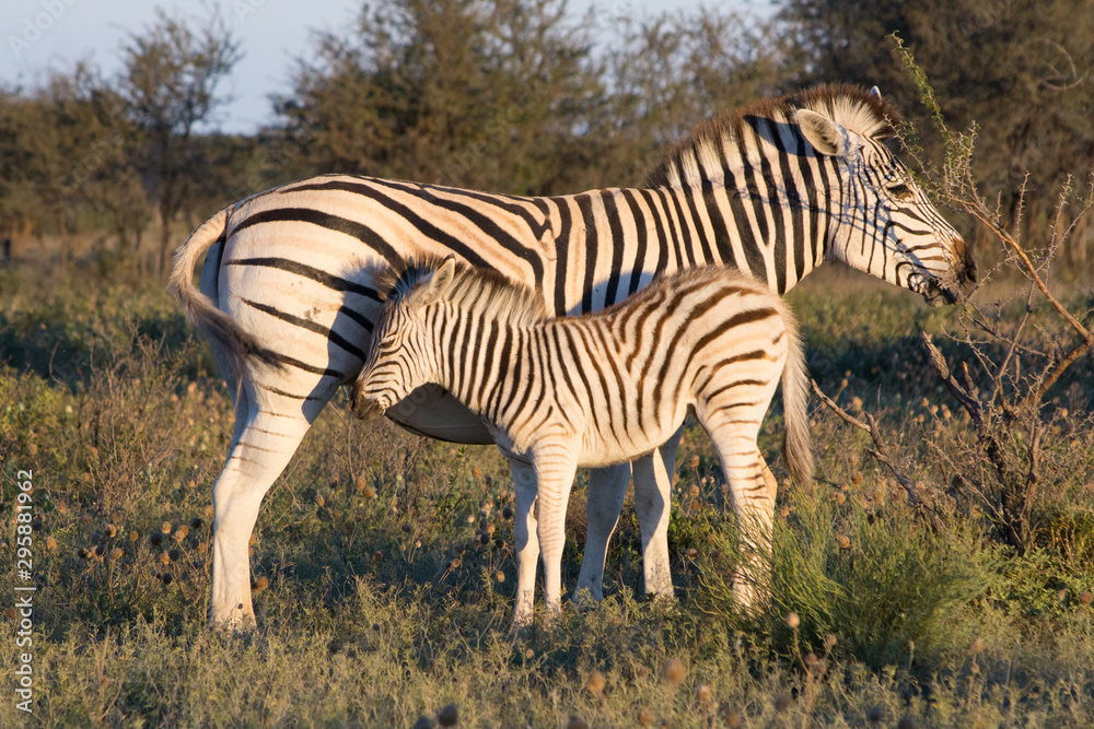 Obraz premium Mother Zebra with calf in the African Savannah during a safari