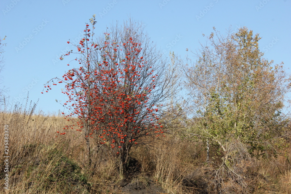 Fototapeta premium Nature