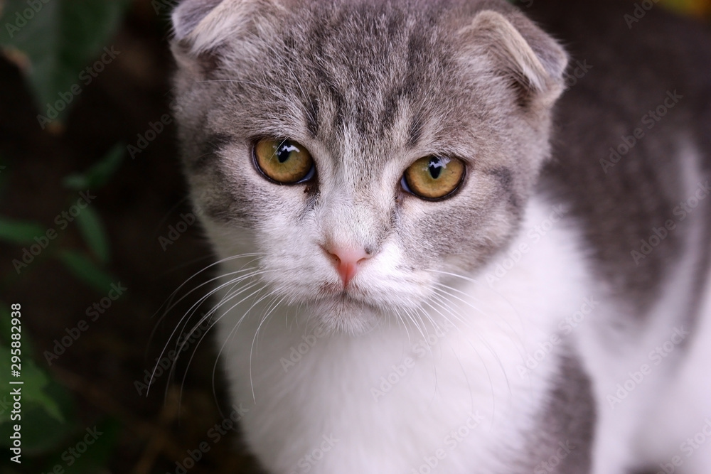 Kitten grey white lop-eared with sad eyes in nature. Portrait.