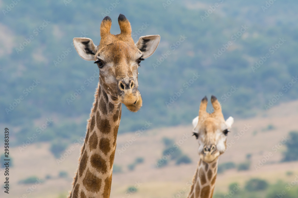 Close-up of two giraffe with head and neck, African savannah in background, funny looks