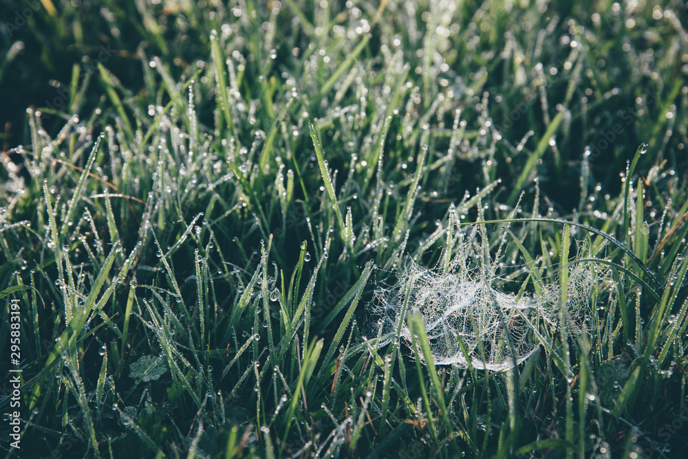 Obraz premium De la rosée sur le gazon. Des gouttes de rosée dans l'herbe. De l'herbe humide et des toiles d'araignée.