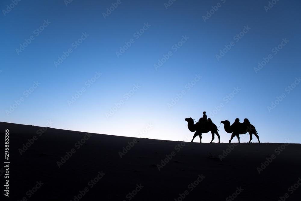 Fototapeta premium Mongolian nomadic woman with her bactrian camels in desert dunes at sunrise. Gobi desert, Mongolia.