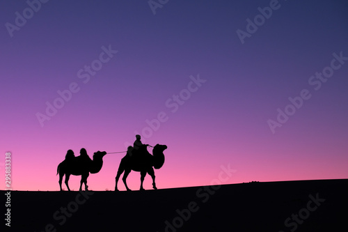 Mongolian nomadic woman with her bactrian camels in desert dunes at sunrise. Gobi desert  Mongolia.