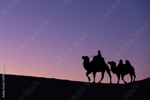 Mongolian nomadic woman with her bactrian camels in desert dunes at sunrise. Gobi desert, Mongolia. © Kertu