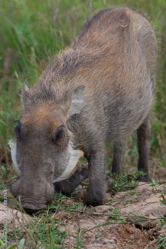 Kneeling and eating (grazing) warthog (Phacochoerus) Kneeling and eating (grazing) warthog (Phacochoerus)