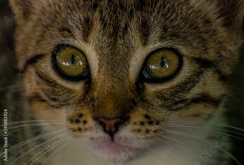 portrait of a cat