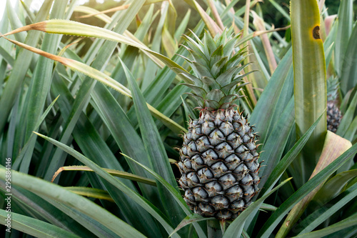 Agricultural occupation pineapple fruit on tree in plantation at Thailand.