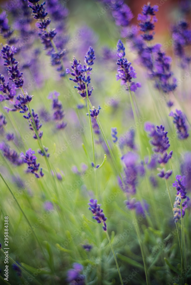 Naklejka premium Lavender flowers on the field 