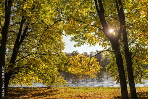 sunny landscape in the autumn park