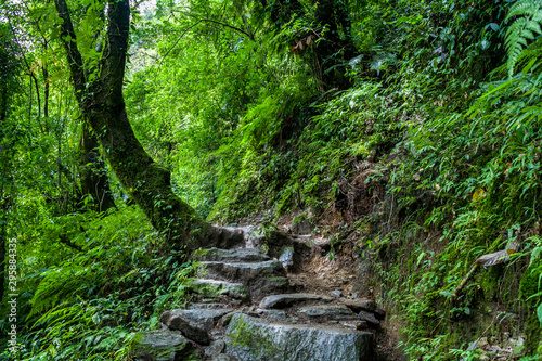 Forest trail, Sikkim, India