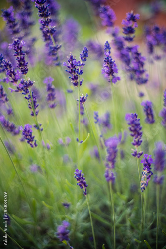 Lavender flowers on the field 