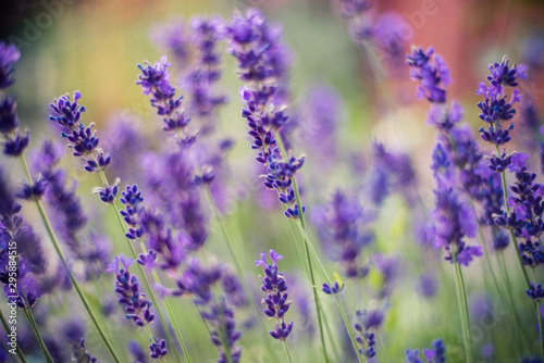 Lavender flowers on the field 