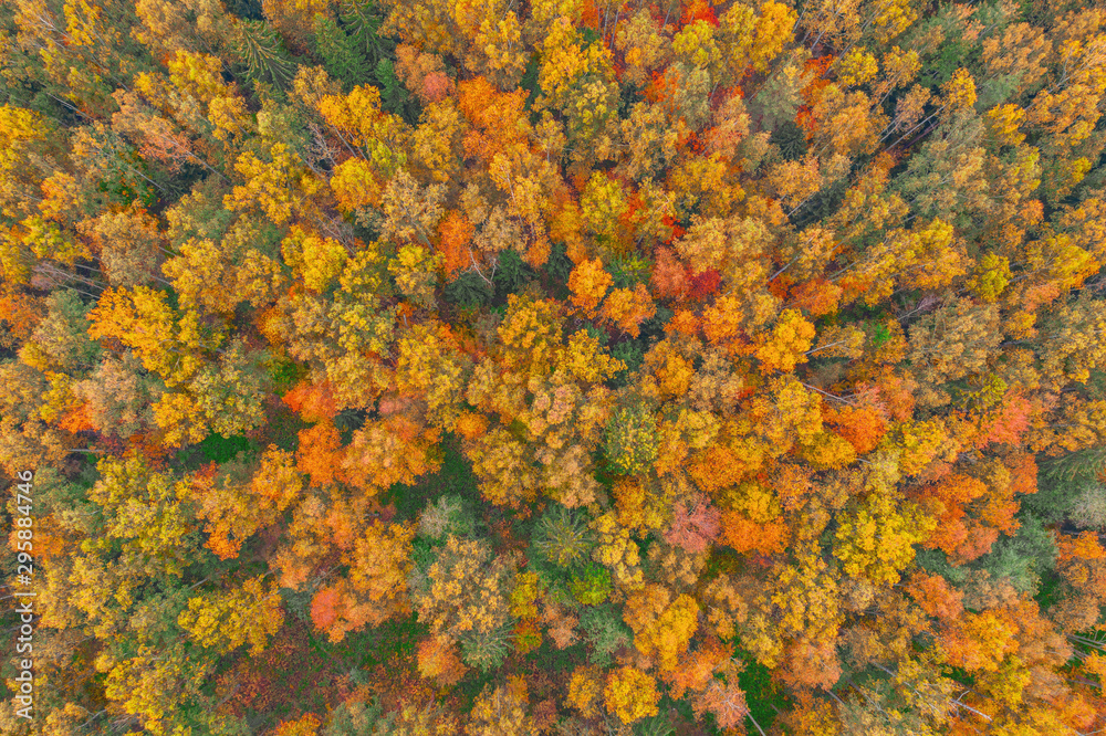 Top aerial view of colourful forest beautiful bright crowns of trees in the autumn season. Top aerial view of colourful forest beautiful bright crowns of trees in the autumn season.