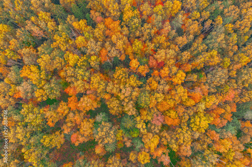 Top aerial view of colourful forest beautiful bright crowns of trees in the autumn season. © aapsky