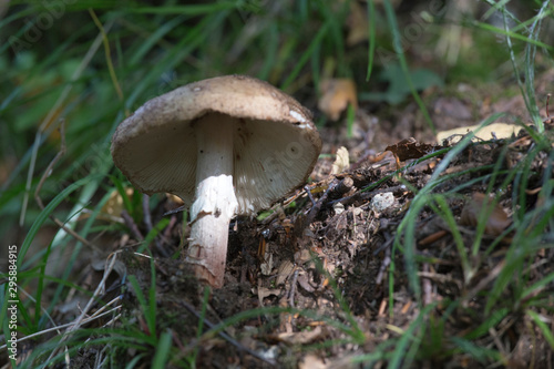 Picture of mushroom taken in Valtellina