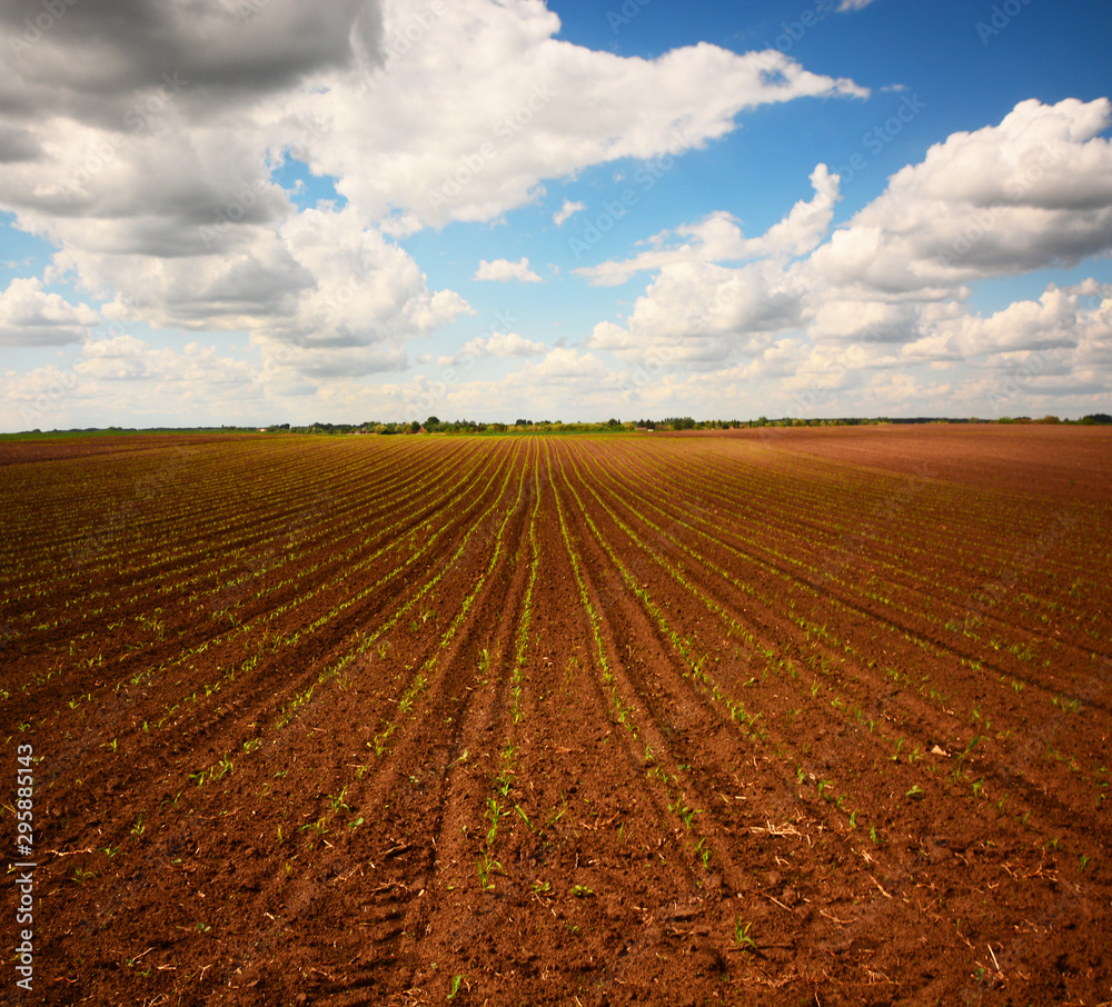 plowed field and blue sky with clouds