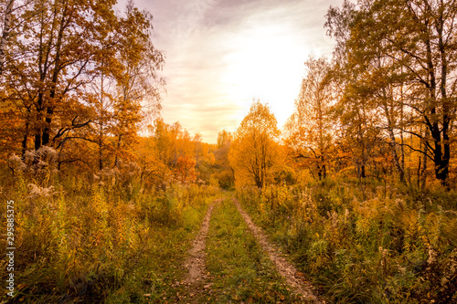 Sunset on a field with grass and trees in golden autumn. photo