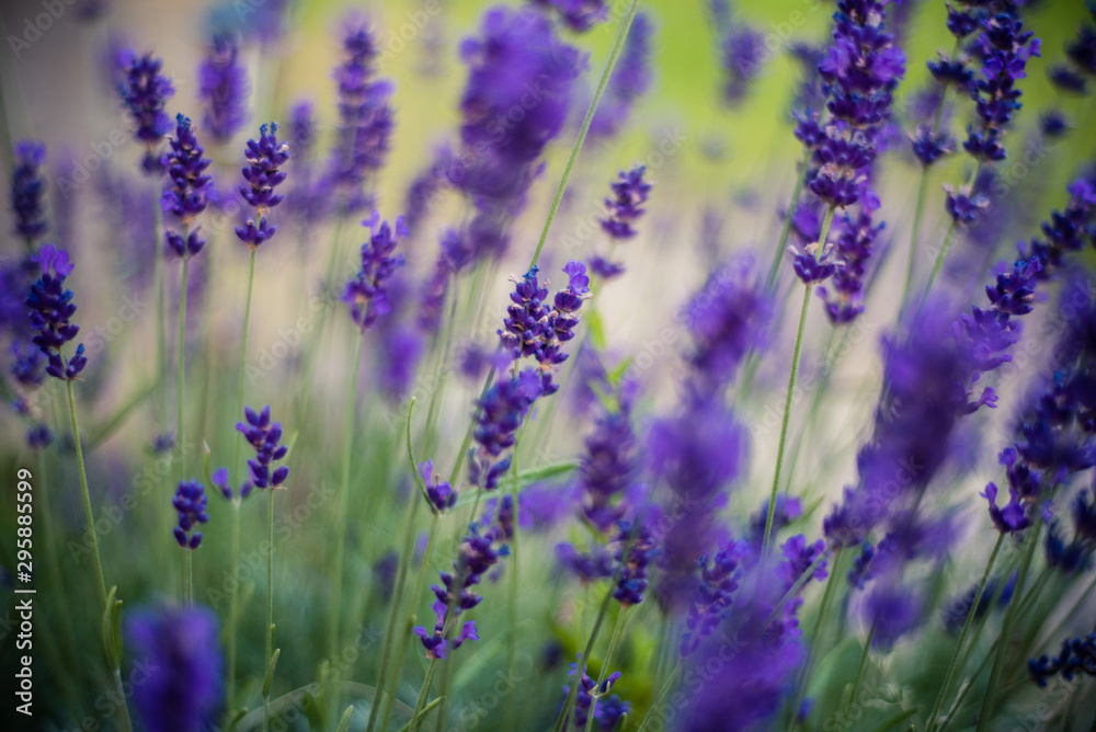 Obraz premium Lavender flowers on the field 
